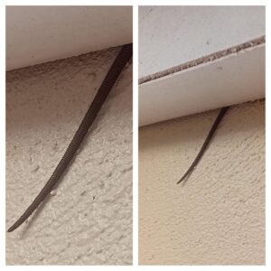 Noté esto sobresaliendo de mi techo: ¿qué es? Noté esto sobresaliendo de mi techo: ¿qué es?
